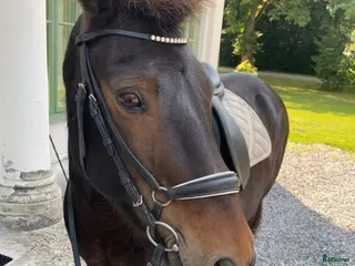 hästar Super snäll islandshäst - Annons 8