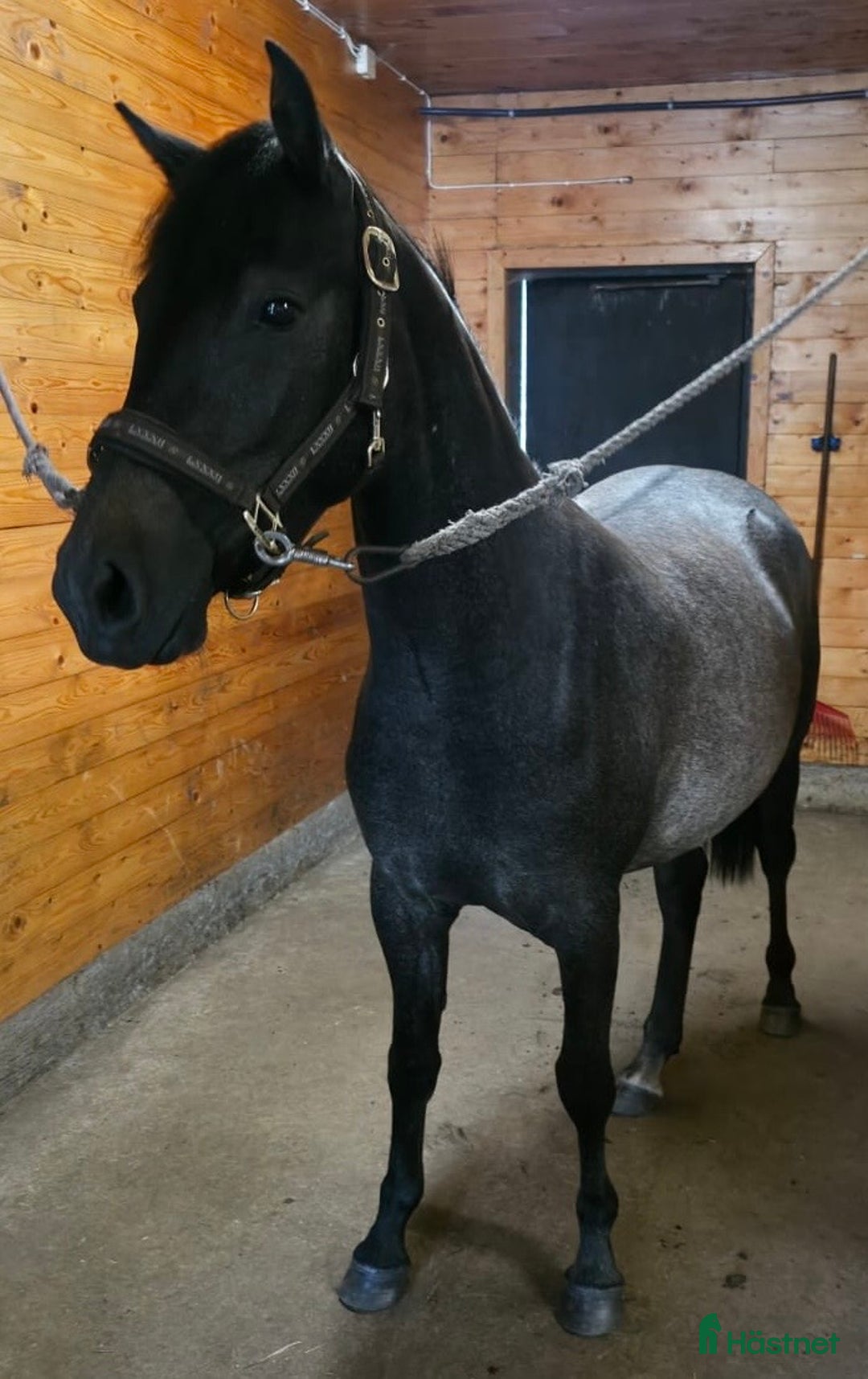 Fälttävlan hästar till salu: Lovande ponny – redo att formas i Emmaboda - Bild 6