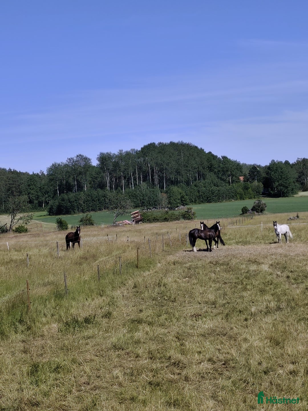 stallplats finnes: Stallplats för valack Angarns Lundby  i Vallentuna - Annons 2