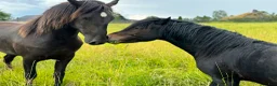 Allround hästar till salu: Kåret dartmoor hingst i Våle - Annons 7