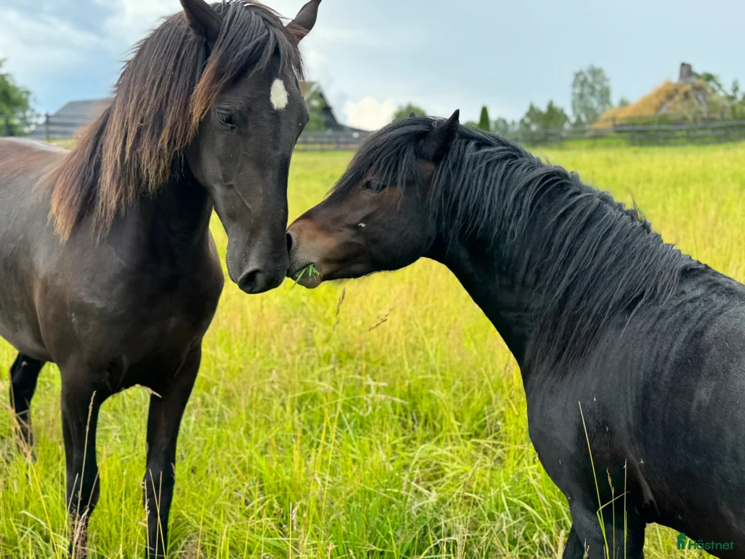 Allround hästar till salu: Kåret dartmoor hingst i Våle - Annons 7