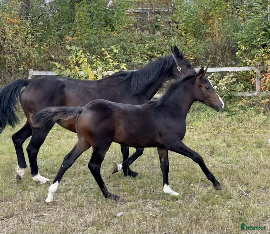 Allround hästar till salu: Superfin, till tävling och hobby! - Annons 6