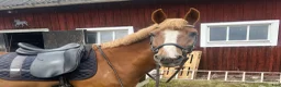 Allround hästar till salu: Trygg maxad D-ponny  - Annons 1