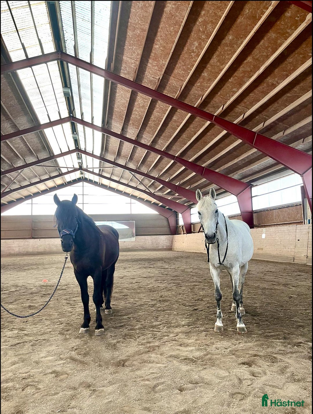 Allround hästar till salu: Sagohäst till salu! i Gustavsberg - Annons 3