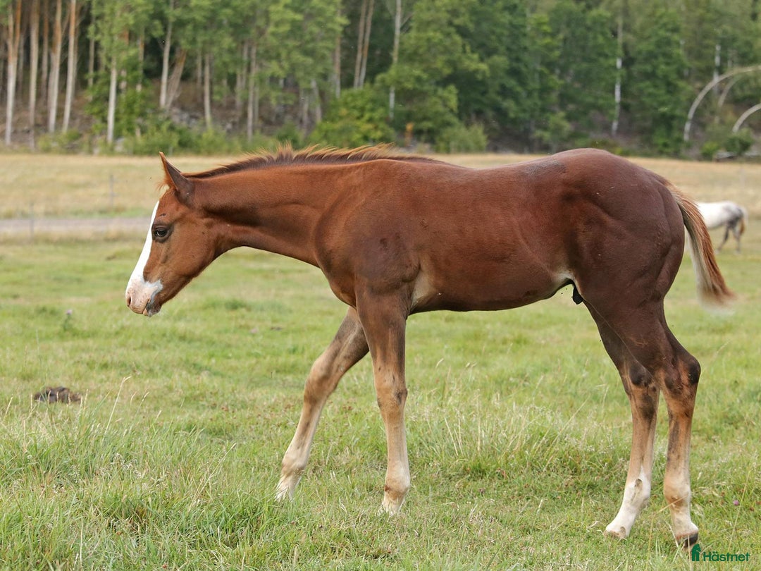 Western hästar till salu: Höstrea på Kungsvikstorp i Åtvidaberg - Annons 14