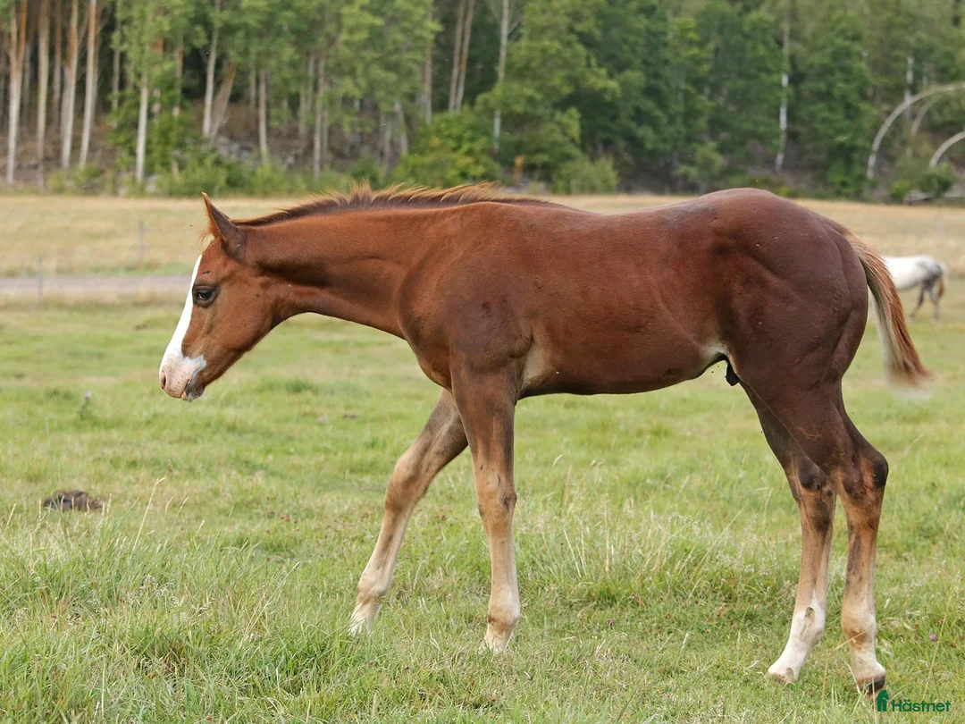 Western hästar till salu: Nu är det snart vår - Annons 14