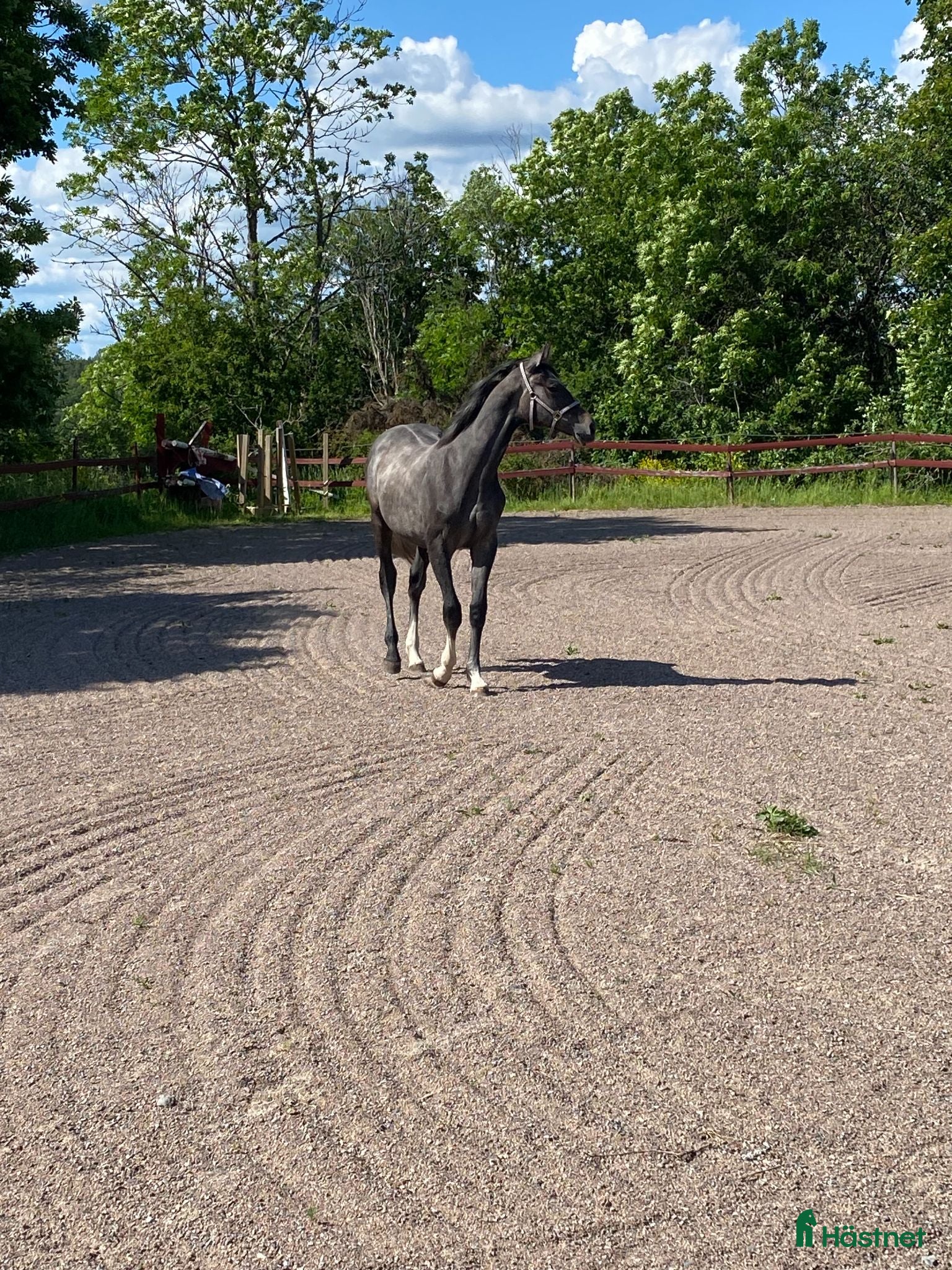  hästar 1 årigt sto e. Caribbean Blue - Annons 1