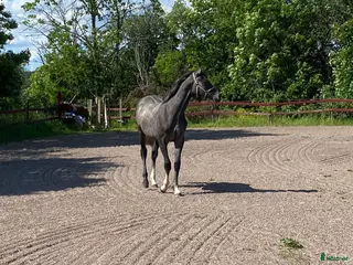 hästar 1 årigt sto e. Caribbean Blue - Annons 1