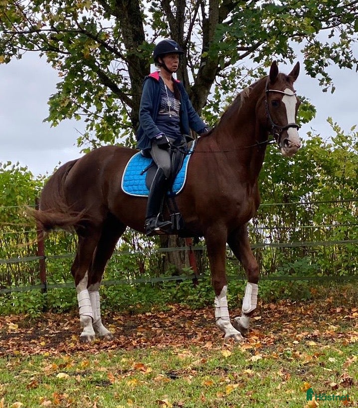  hästar Förstklassigt avelsto och ridhäst ⭐️⭐️⭐️ - Annons 1