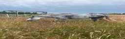  medryttarhäst finnes: Medryttare sökes till mindre d ponny  - Annons 1