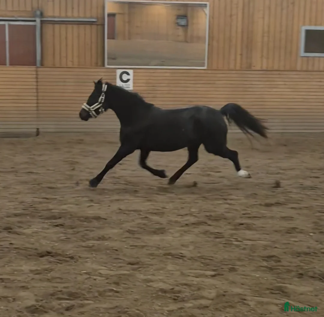 Allround hästar till salu: Mycket fint sto - Annons 1