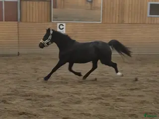 hästar Mycket fint sto - Annons 1