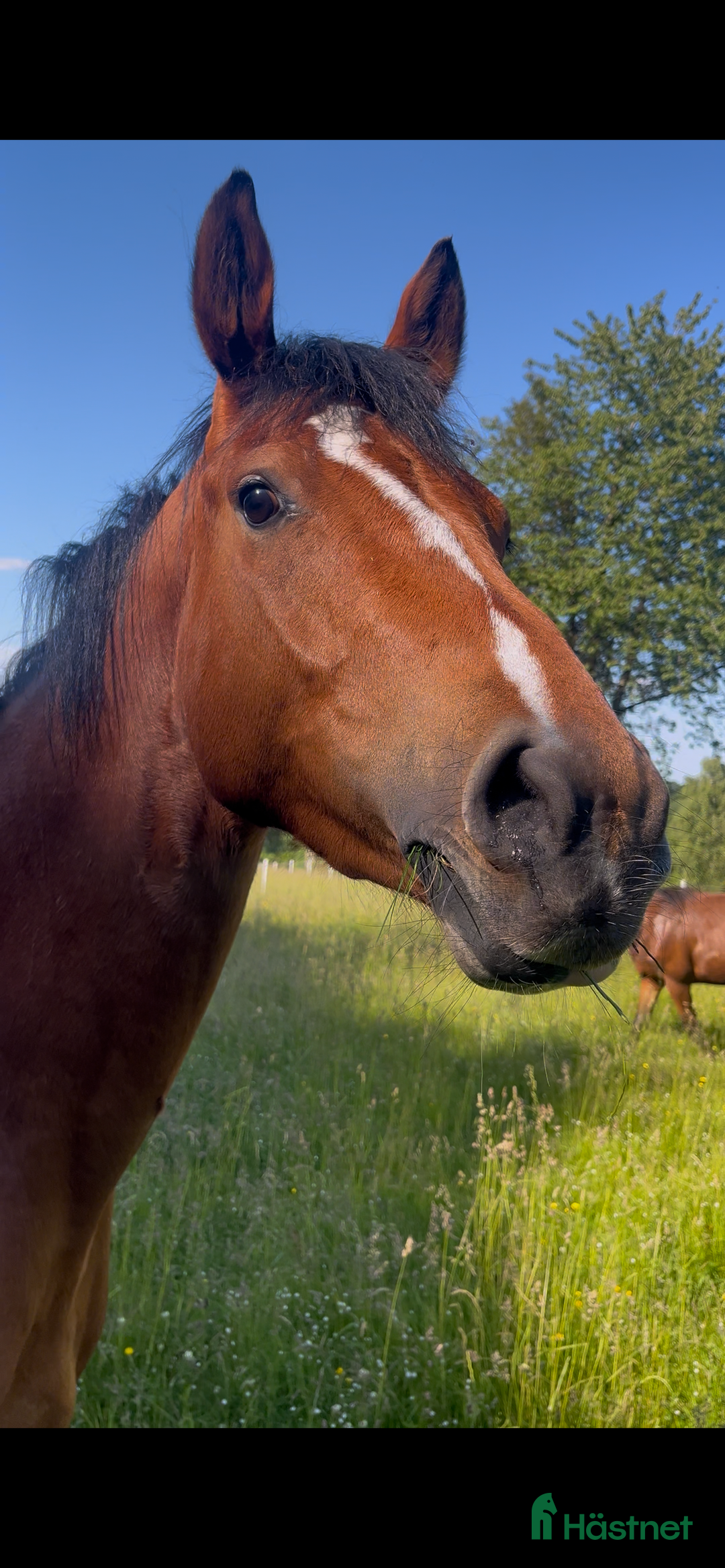 Hoppning hästar till salu: 💥vackert 3årigt sto💥 i Löberöd - Annons 2