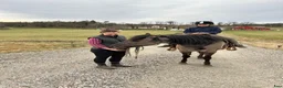  foderhäst sökes: Foderhäst sökes - Annons 1