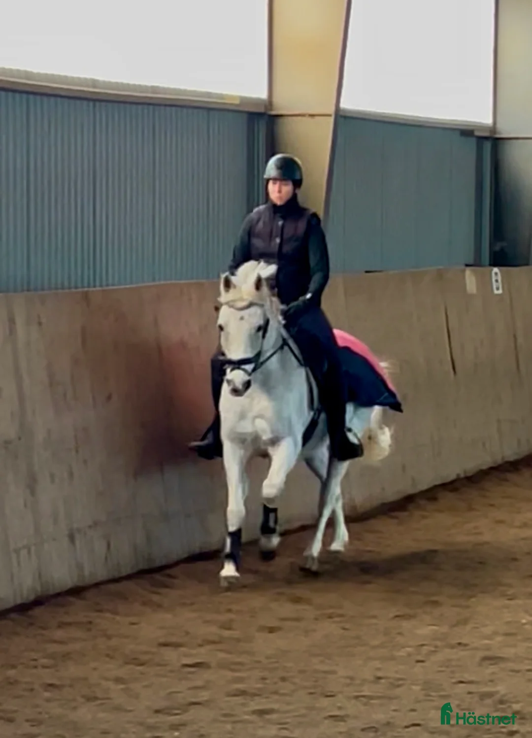 Allround hästar till salu: Charming D-ponny - Annons 1