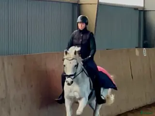 hästar Charming D-ponny - Annons 1