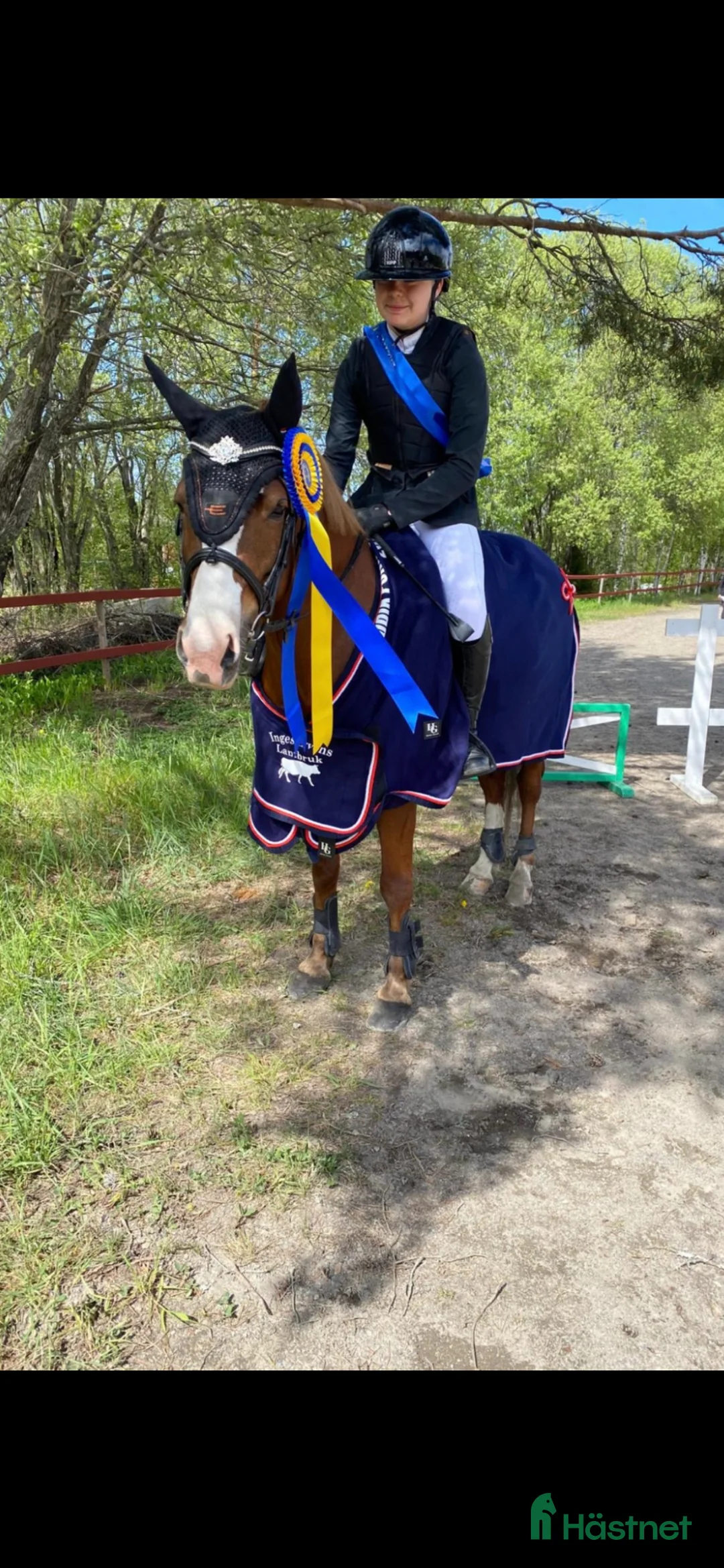 Allround hästar till salu: Superfint C-ponny sto tillsalu🌟 - Annons 1