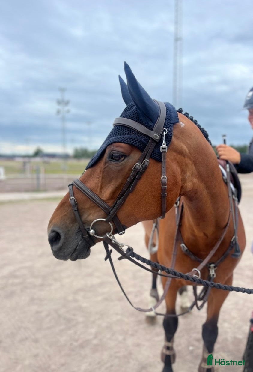  hästar Trevligt sto för hoppning och allround i Flen - Annons 14