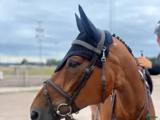 hästar Trevligt sto för hoppning och allround i Flen - Annons 12
