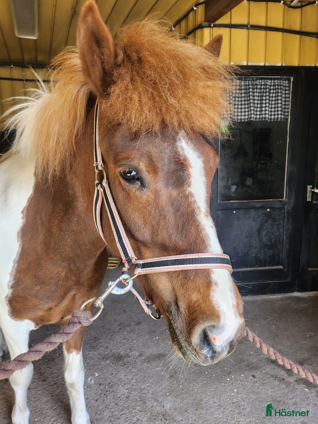 Island hästar till salu: Finaste Tindra i Njurunda - Annons 2