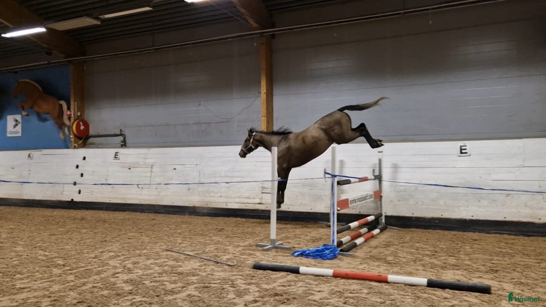 Hoppning hästar till salu: Talangfull hopphäst med lovande framtid i Vännäs - Annons 5