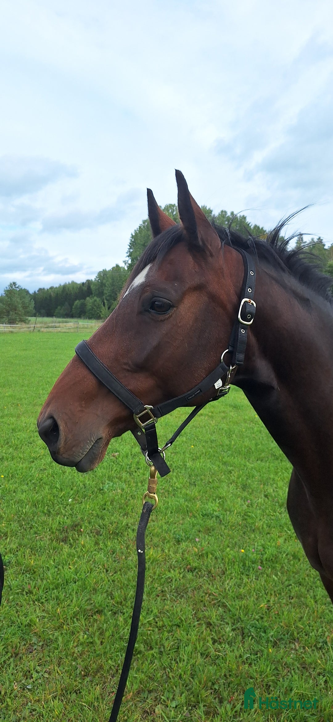 Avelshästar hästar till salu: Sto dräktig med janeiro de bieville i Södertälje - Annons 3