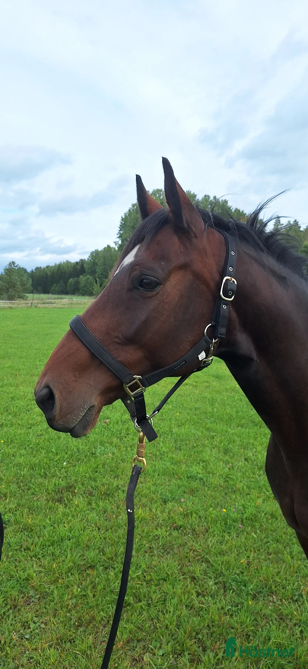 Avelshästar hästar till salu: Sto dräktig med janeiro de bieville i Södertälje - Annons 3