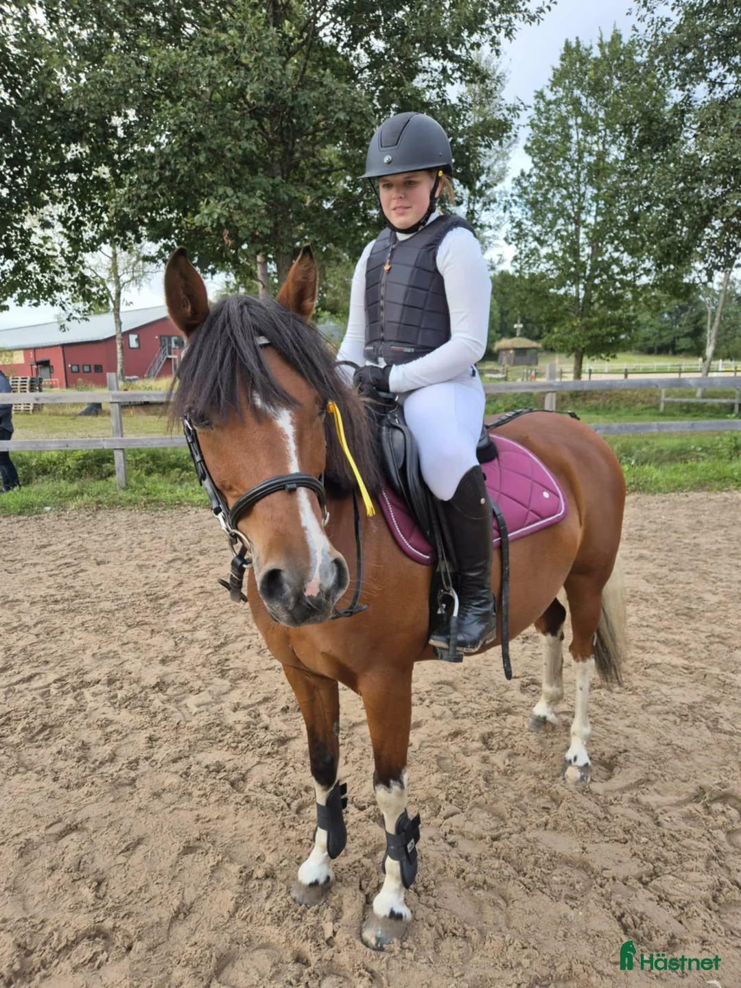 Allround hästar till salu: Fint sto med personlighet - Annons 2