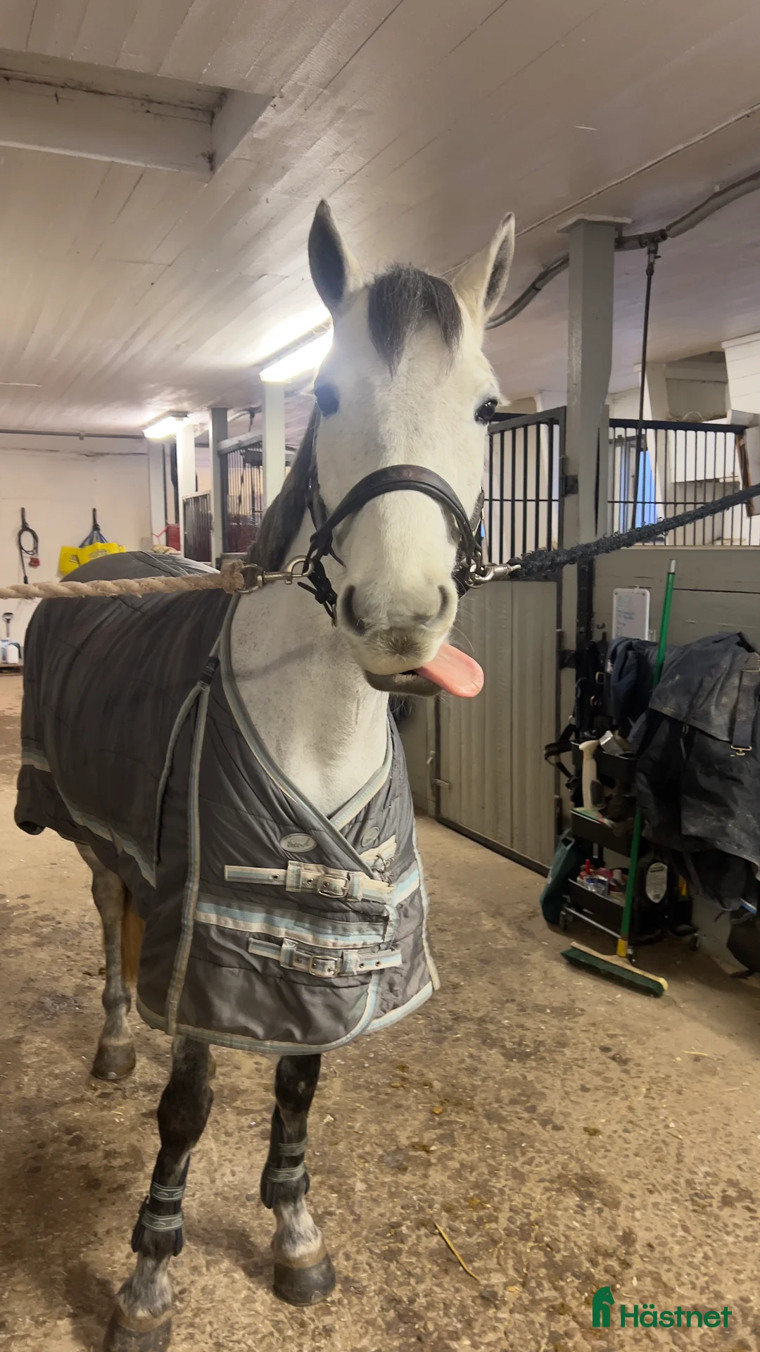 Hoppning hästar till salu: Framtidens rosettplockare! i Solna - Annons 3