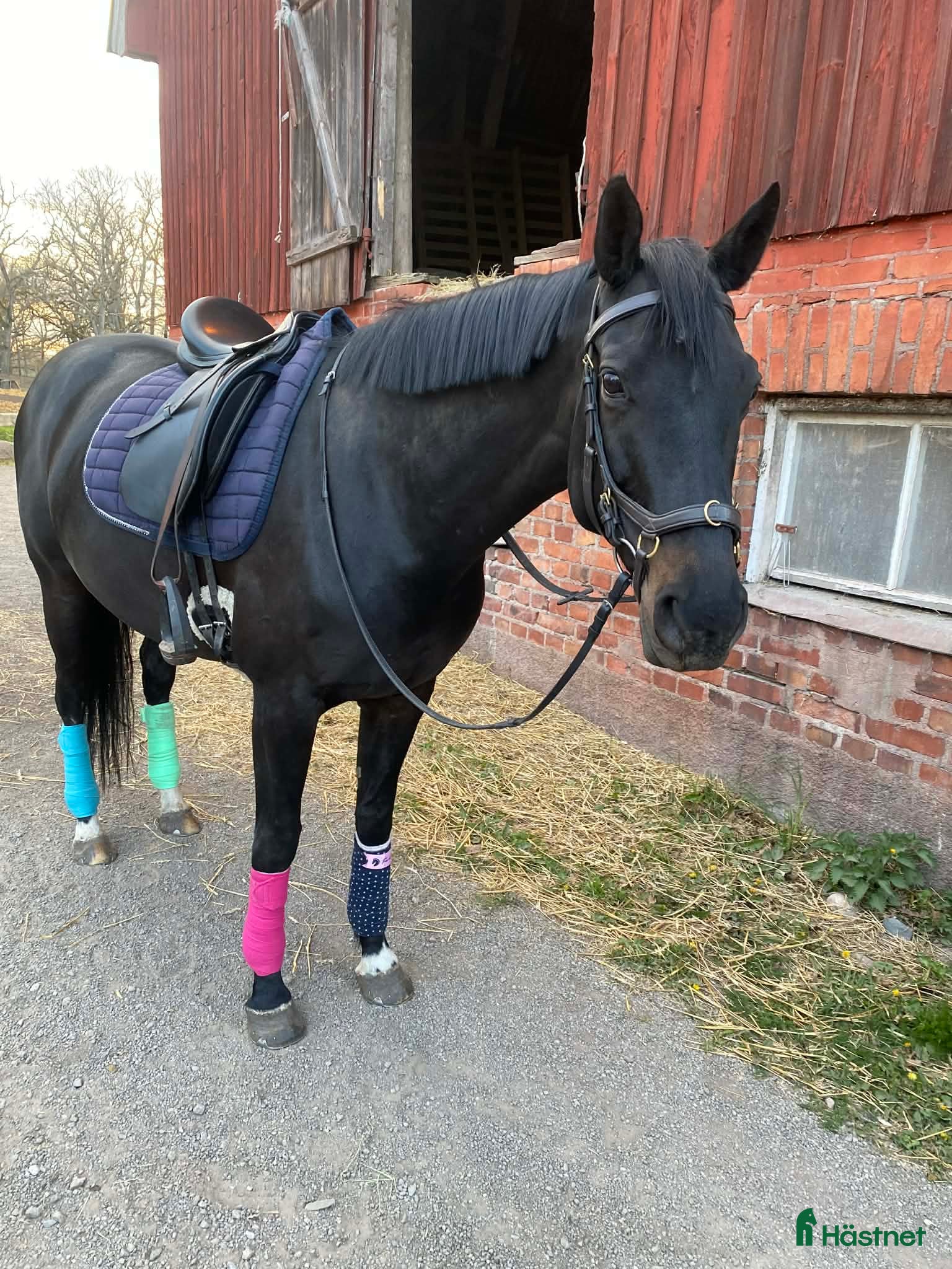  hästar Kakan - Trevlig häst söker erfaren ryttare - Annons 2