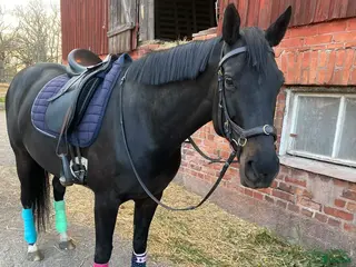 hästar Kakan - Trevlig häst söker erfaren ryttare - Annons 17