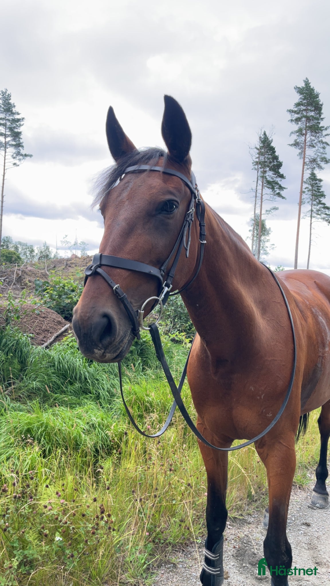  hästar Trevligt varmblodsto med fin personlighet  - Annons 11