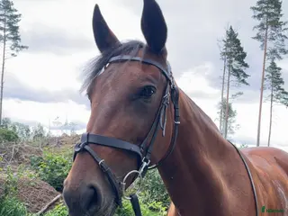 hästar Trevligt varmblodsto med fin personlighet - Annons 11