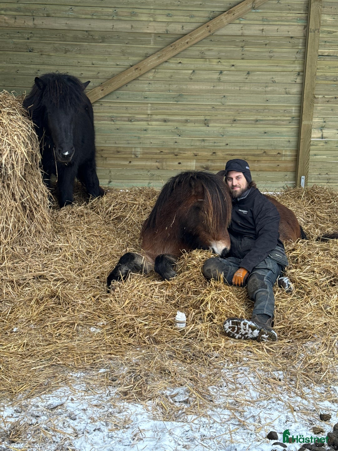 Island hästar till salu: Världens mysigaste 3 åring - en klok herre i Alvesta - Annons 5
