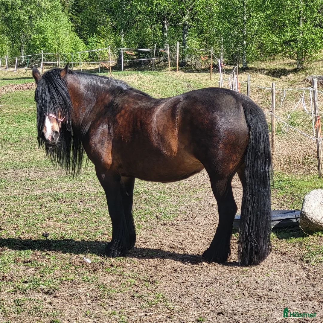 Körning hästar till salu: Bruks  nordsvensk sto. - Annons 2