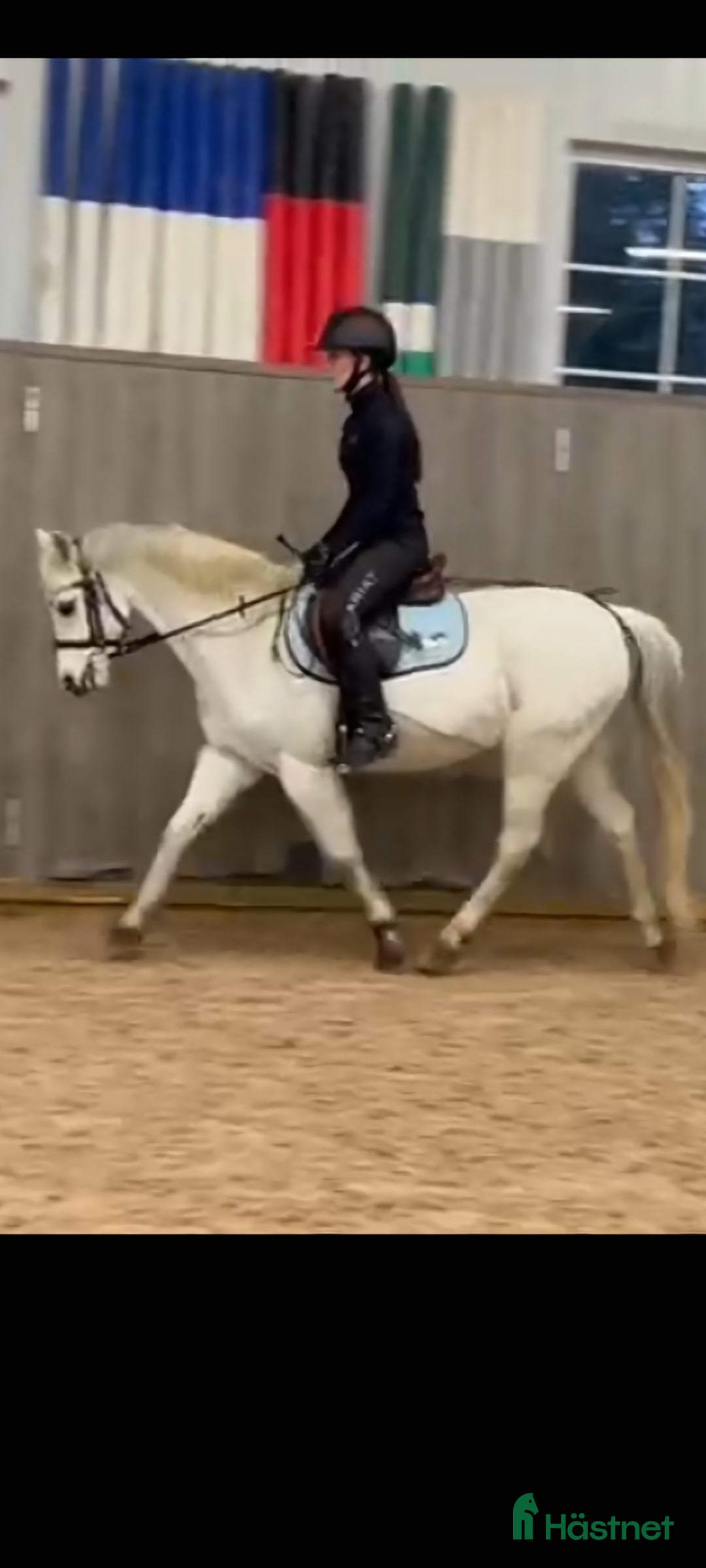  hästar Sportig Welshponny för satsande ryttare - Annons 7