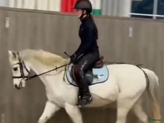 hästar Sportig Welshponny för satsande ryttare - Annons 7