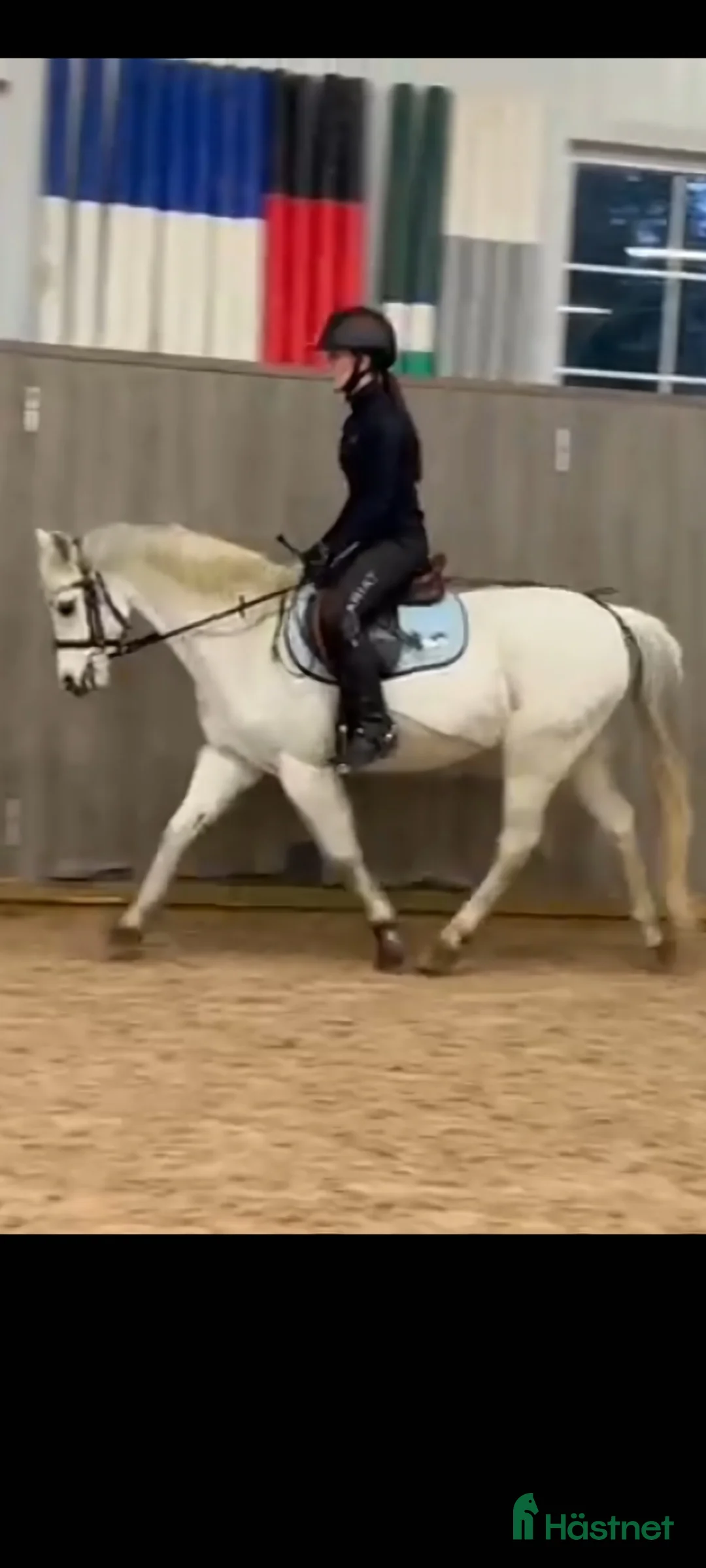 Hoppning hästar till salu: Sportig Welshponny för satsande ryttare - Annons 1