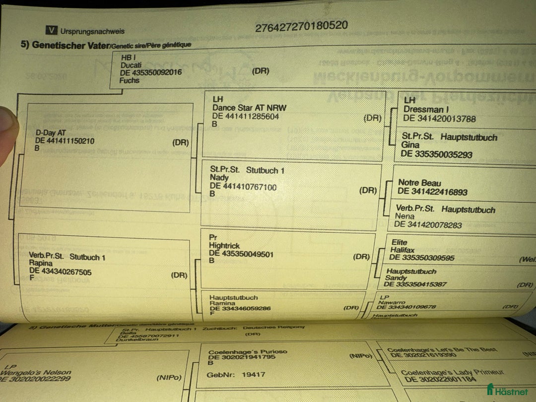 Dressyr hästar till salu: 🌟Smuk og dobbelt talentfuld ponyhoppe sælges 🌟 i Tune, Själland - Annons 3