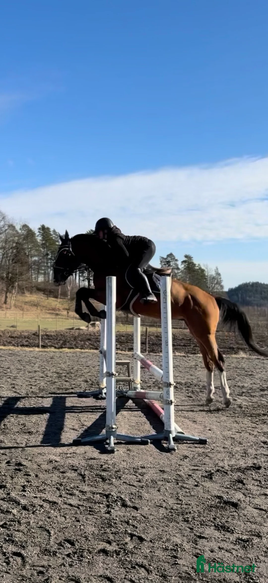 Allround hästar till salu: Trevlig allround häst, passar även verksamhet - Annons 3