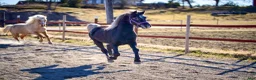 Allround hästar till salu: Snygg connemara valack 3 år - Annons 2