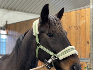 hästar i Kvibille - Annons 33