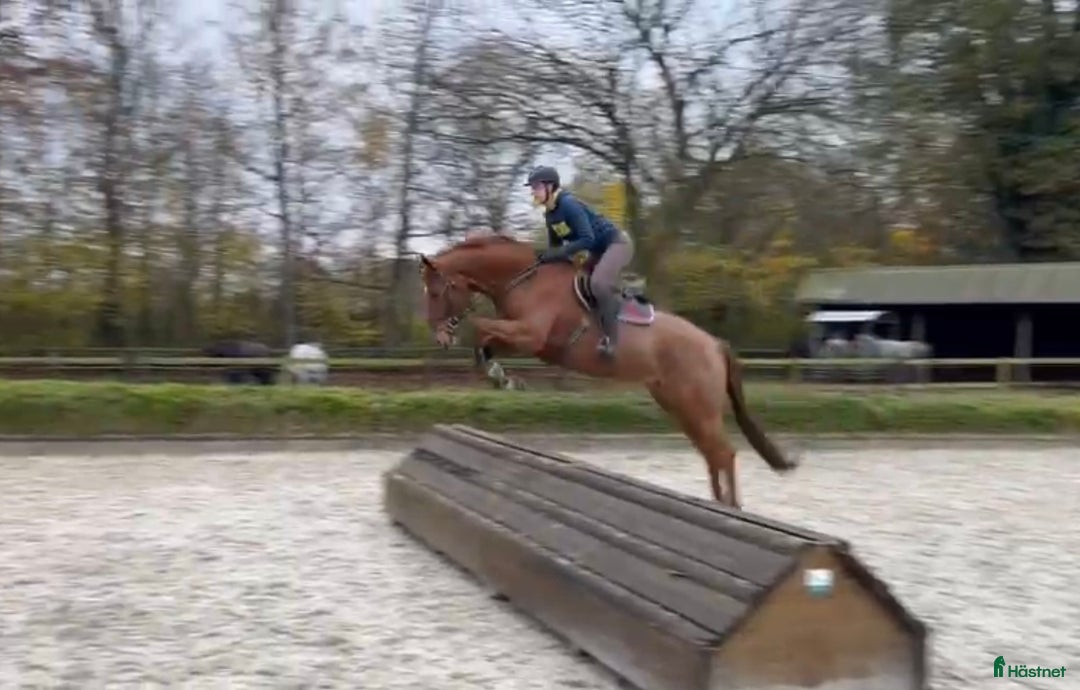 Fälttävlan hästar till salu: Super trevlig unghäst i Dösjebro - Annons 2