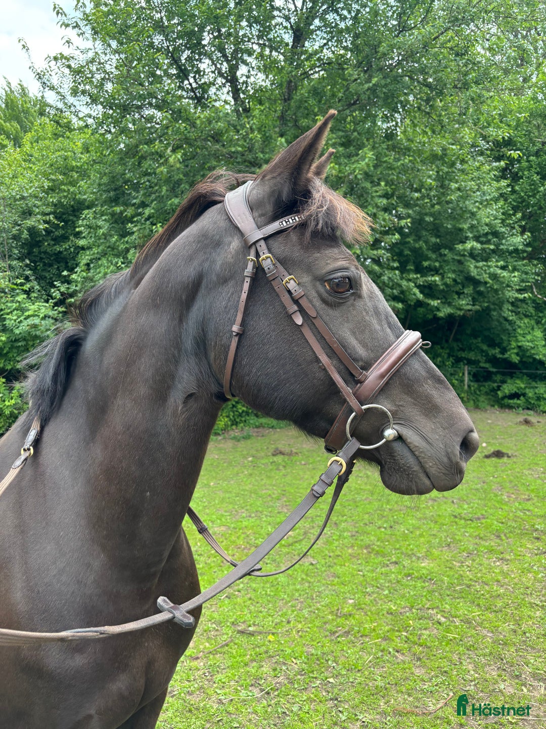 Allround hästar till salu: Daisy i Rydöbruk - Annons 1