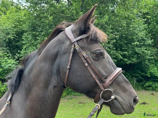 hästar Daisy i Rydöbruk - Annons 18