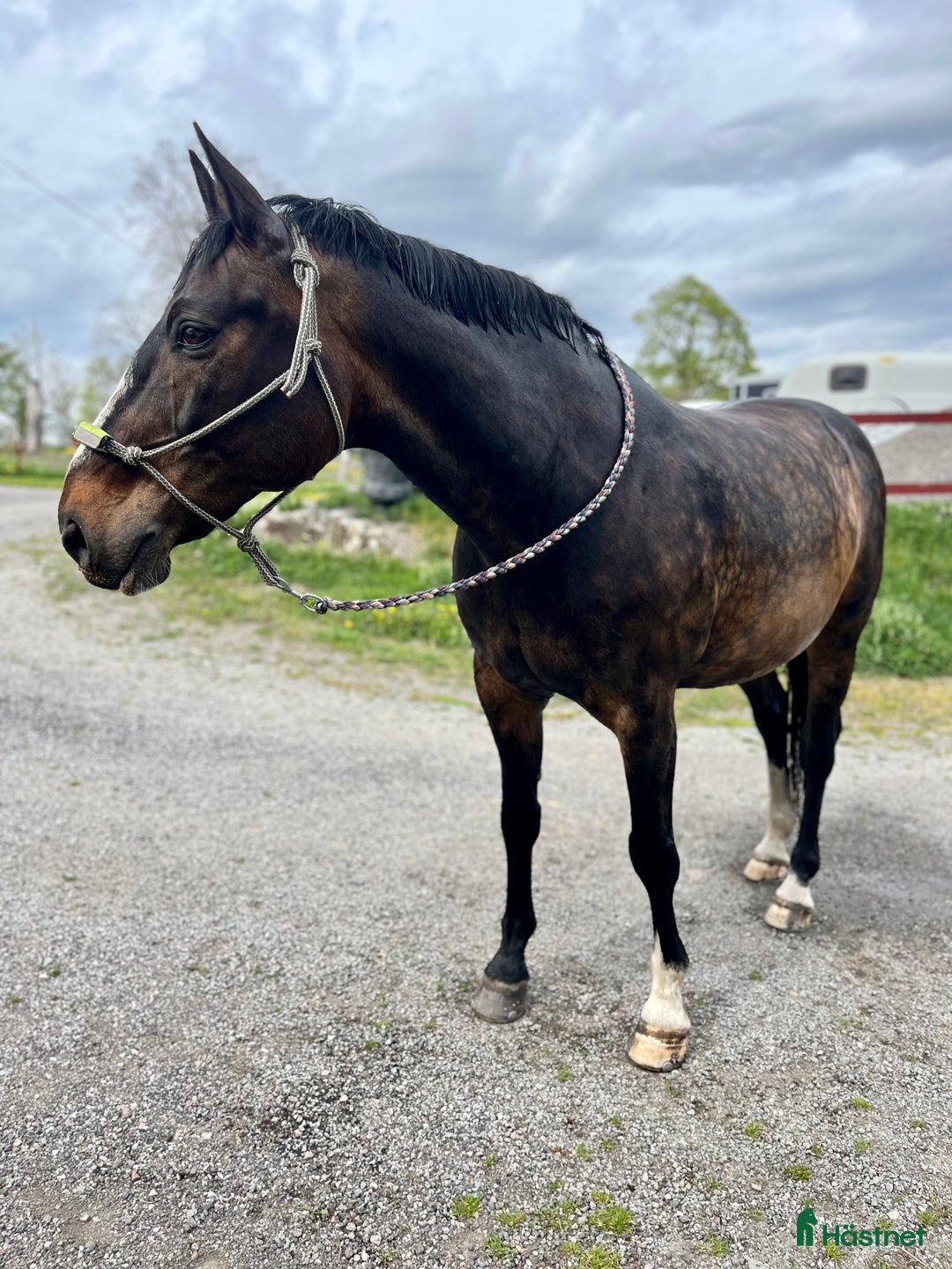 Allround hästar till salu: Hobbyhäst och bästavän NY i Örsundsbro - Annons 2
