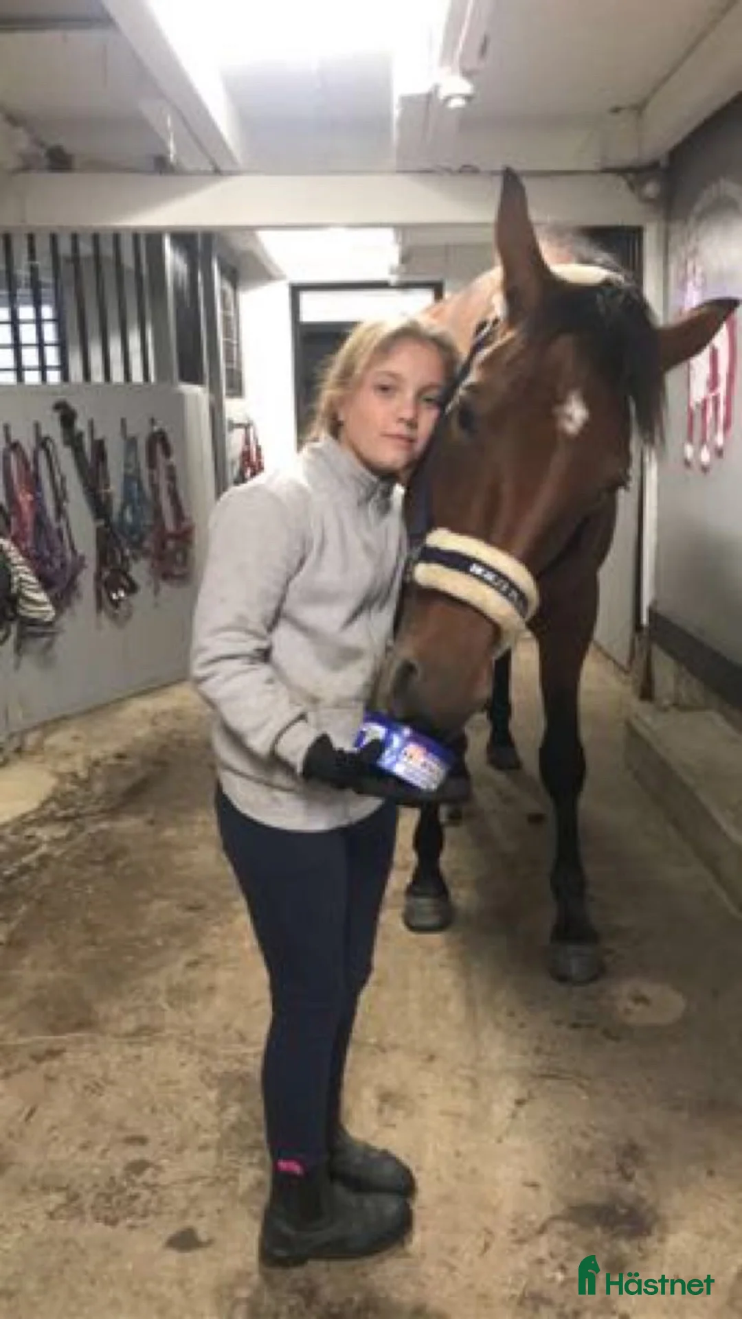 Övrigt hästar till salu: SMÅTT AKUT🌟Inriden travare🌟 - Annons 13