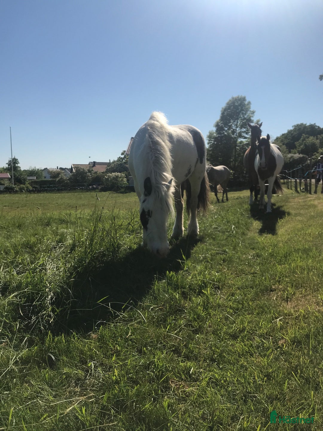 Allround hästar till salu: Ljuvlig maxad b-ponny! i Kärna - Annons 4