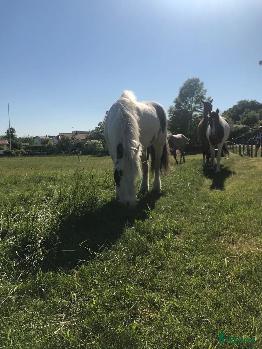 Allround hästar till salu: Härlig maxad B-ponny  - Annons 6
