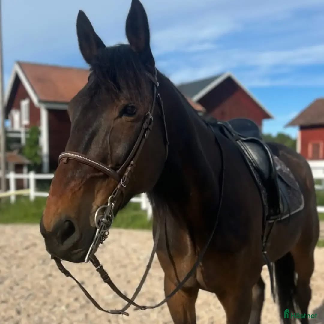  medryttarhäst finnes: Medryttare sökes! - Annons 5